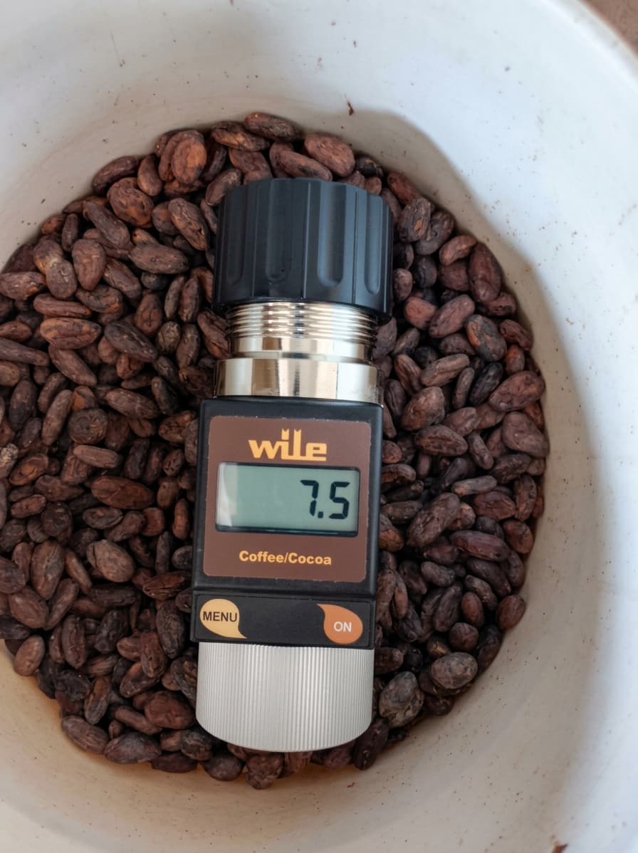 Medición de humedad de los granos de cacao con medidor Wile Coffee/Cocoa en la finca