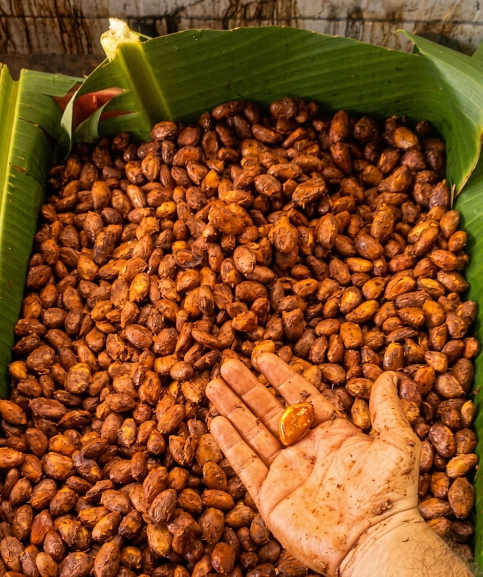 Prueba de corte de un grano de cacao Sur del Lago sobre la caja de fermentación forrada con hojas de cambur