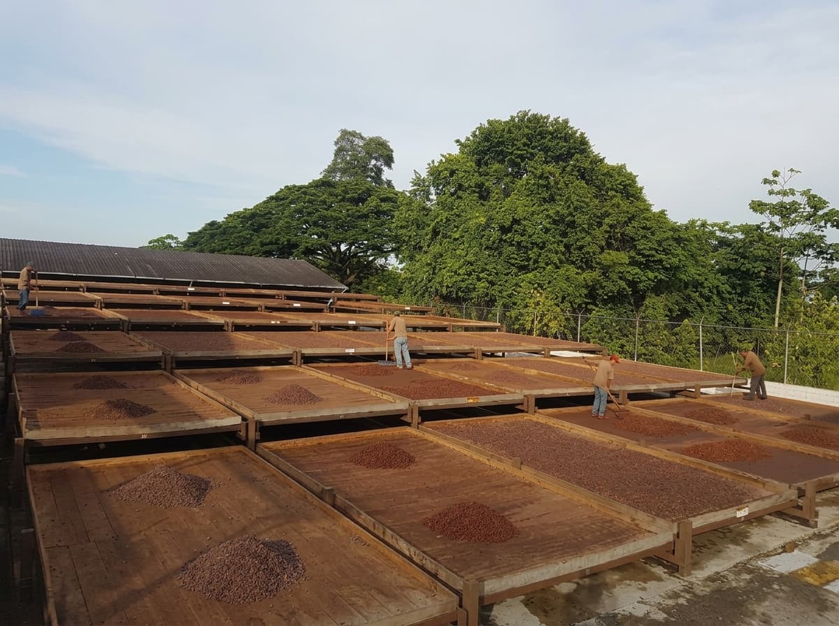 Tendales de madera para el secado del cacao Sur del Lago / Mérida