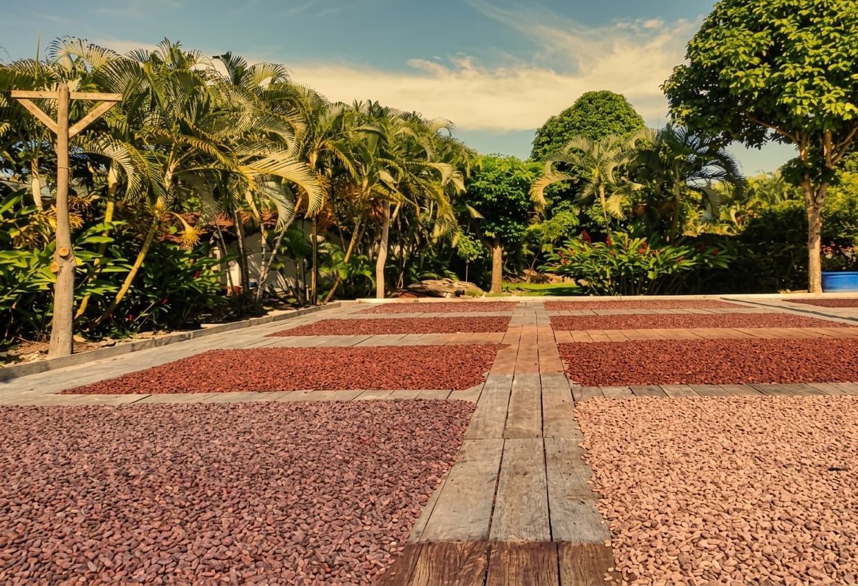 Patio de secado de cacao en la Finca Las Mercedes, Barlovento